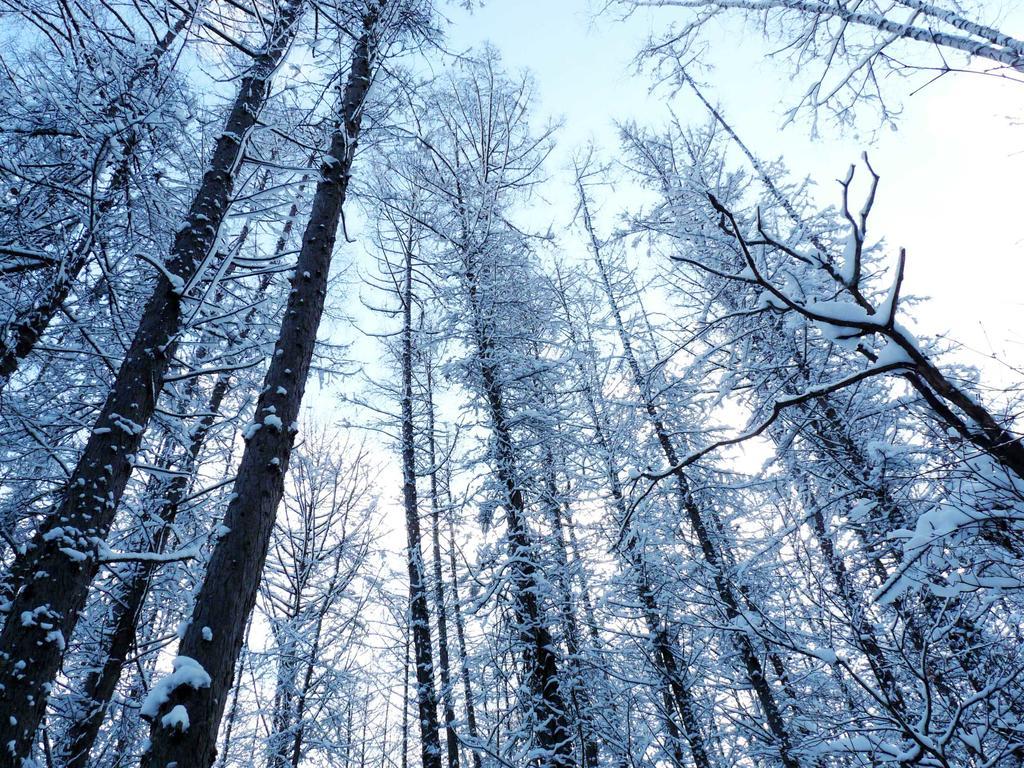 Shin Furano Prince Hotel Εξωτερικό φωτογραφία Snow-covered trees in the Black Forest
